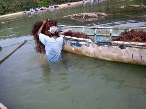 masa panen rumput laut