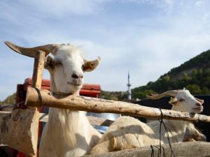 Peluang usaha susu kambing etawa