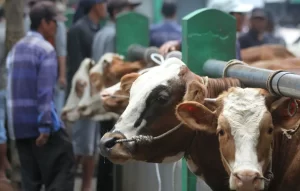 peluang usaha ternak sapi potong