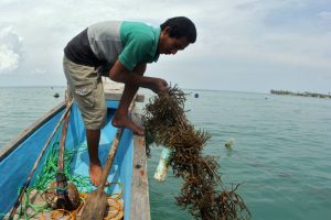 Peluang Usaha Rumput Laut Kering