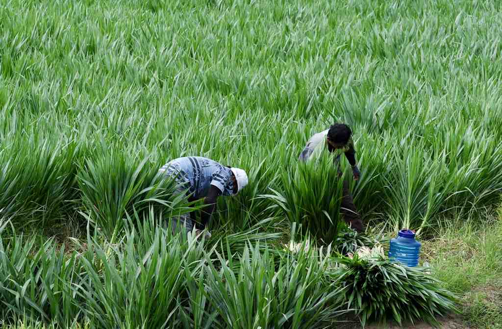 Keuntungan Ternak dengan Rumput Hijauan