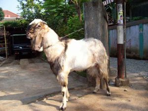 kambing-qurban