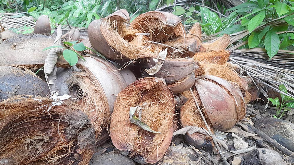Sabut kelapa sebagai substrat tanaman tropis
