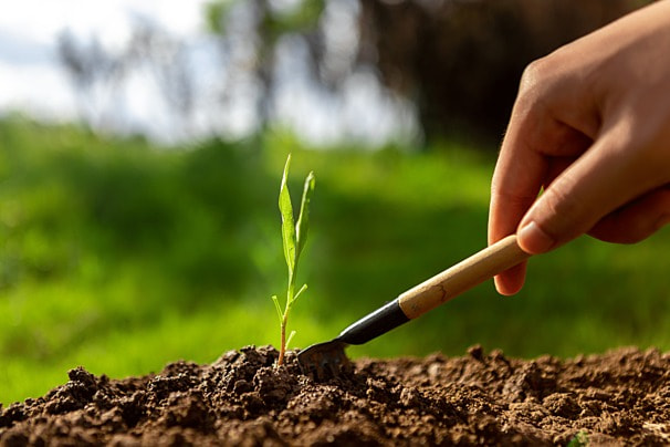 Benih Tanaman Kemasan Sachet Higienis