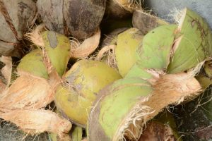 sabut kelapa untuk pengendalian kelembaban tanah sawah