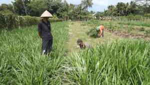 hijauan ekonomis panen rutin