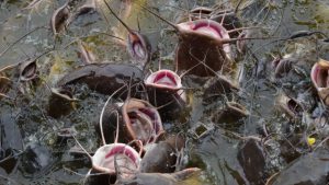 pelatihan pengolahan limbah budidaya lele