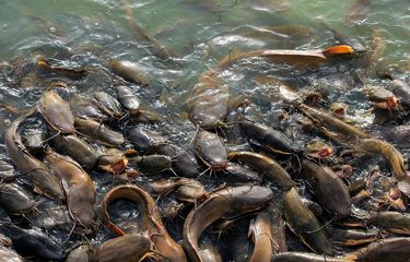 cara menumbuhkan plankton untuk kolam lele