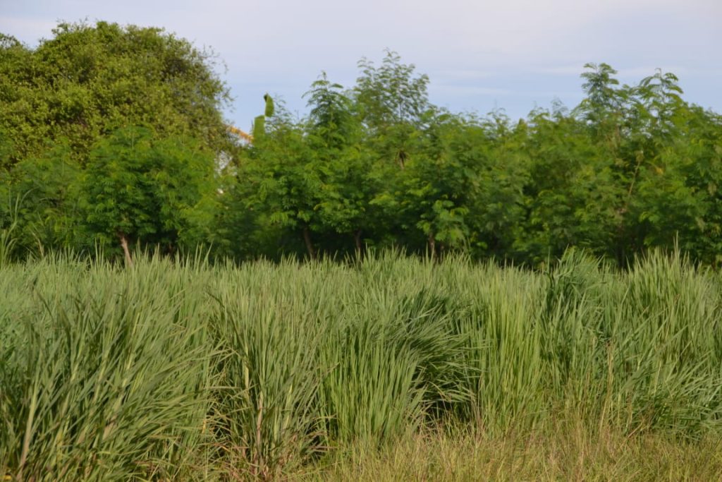 pakan hijau mudah budidaya