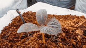 Sabut kelapa mendukung pertumbuhan tanaman kebun