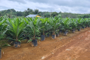 pertumbuhan kelapa sawit