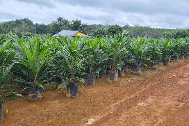 pertumbuhan kelapa sawit