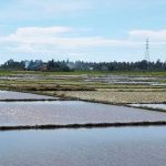 lahan sawah siap tanam