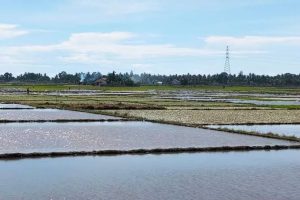 lahan sawah siap tanam