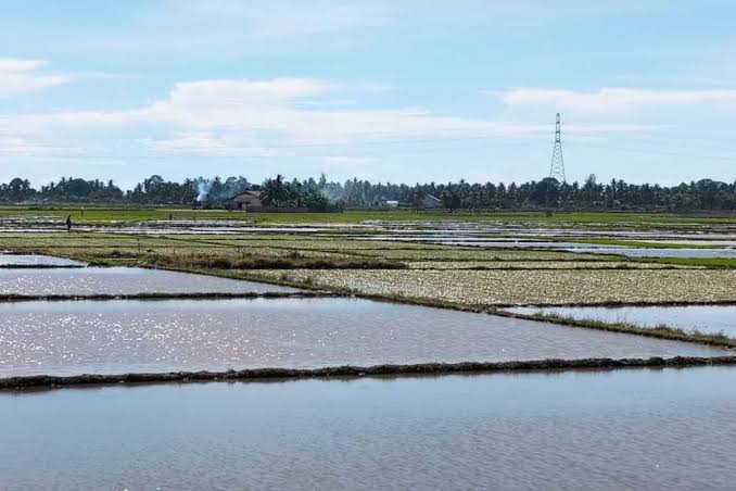 lahan sawah siap tanam