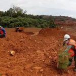 tanaman pionir untuk revegetasi