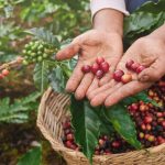 buah kopi setelah dipanen