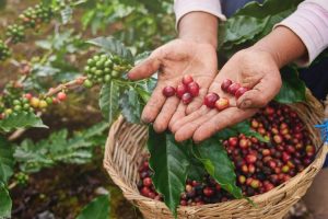 buah kopi setelah dipanen