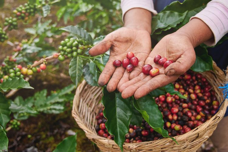 buah kopi setelah dipanen