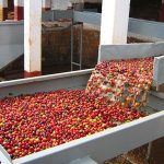 proses pengolahan kopi basah