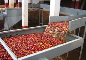proses pengolahan kopi basah