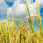 cara mempercepat proses tanam padi