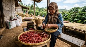 cara-cepat-mengupas-kopi