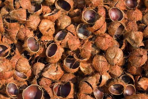 cara membakar batok kelapa
