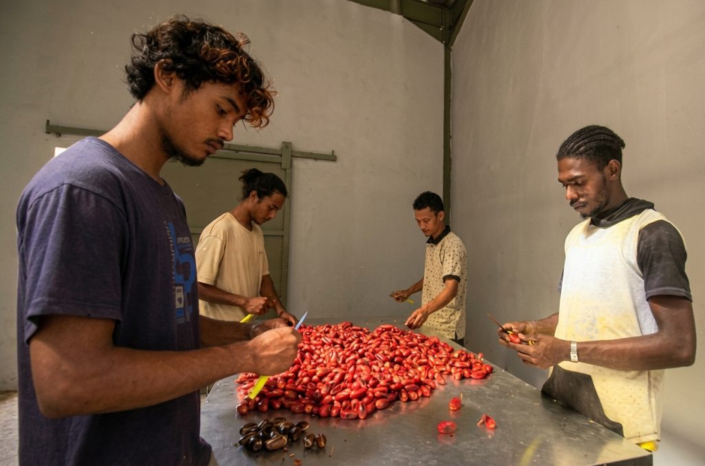pengolahan buah pala