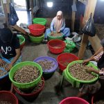 pengolahan buah pala 2