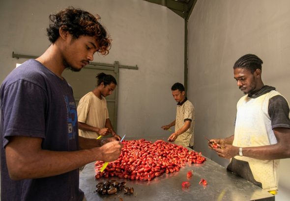 pengolahan buah pala